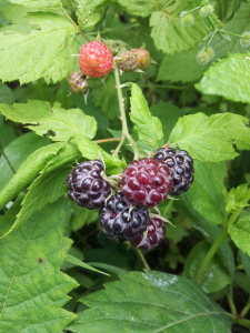 black raspberries!!!!