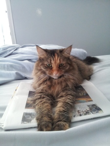 Elvira kittypants likes to read the newspaper