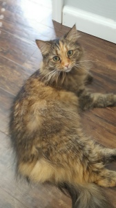 Elvira kittypants matches the hardwood floors and the kitchen floor. She's a chameleon!