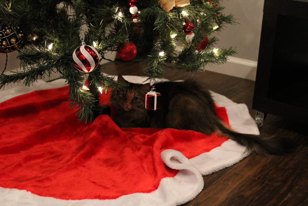 Kittypants loves the xmas tree