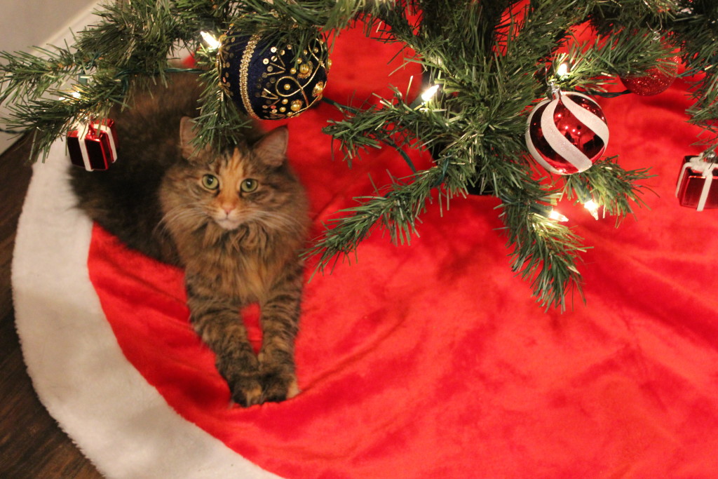 Elvira kittypants LOVES the xmas tree