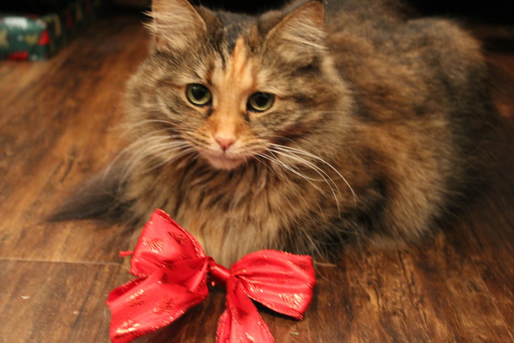 Elvira kittypants want to wish you a merry christmas