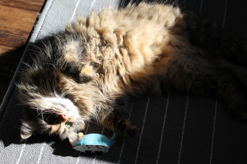 Elvira kittypants playing in the sunshine with her favorite toy