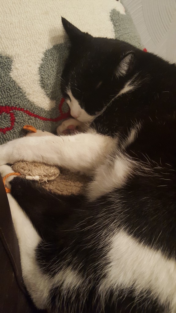 Nero sleeping with his head on the Martha Stewart cat pillow and holding his mousey