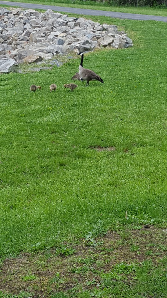 The baby geese are here!