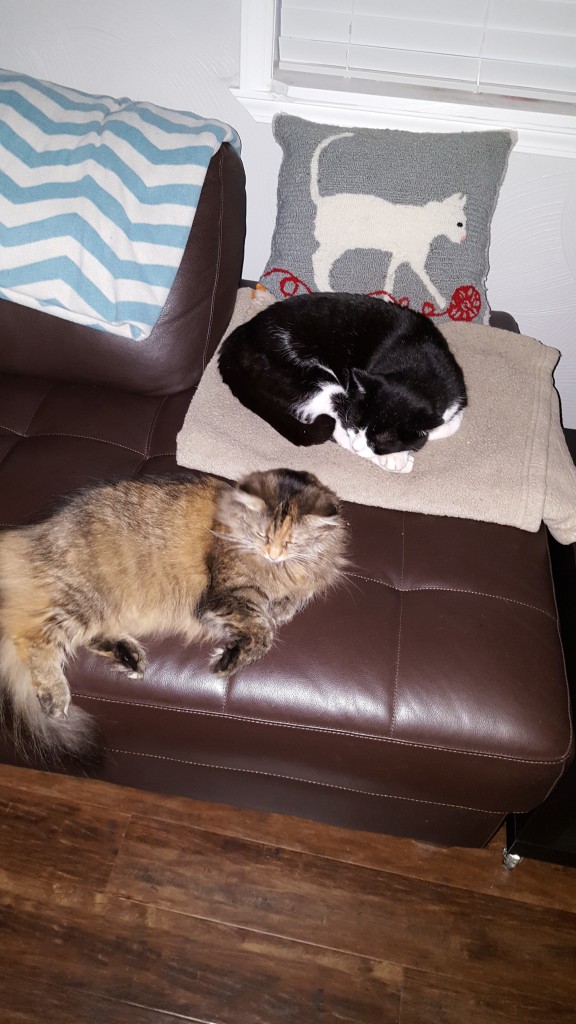 Elvira kittypants was worried about her pal Nero when he was injured so she wanted to lay beside him