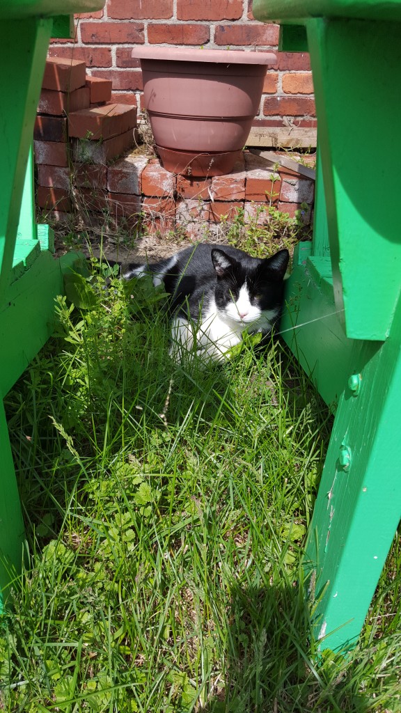 Nero just chillin while we plant the garden