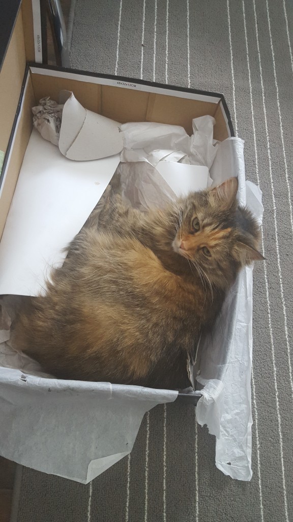 Elvira kittypants still loves sleeping in my shoebox