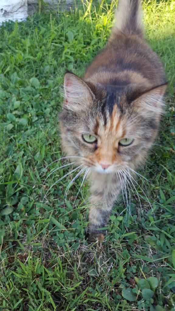 Elvira kittypants going on her evening stroll through the yard.