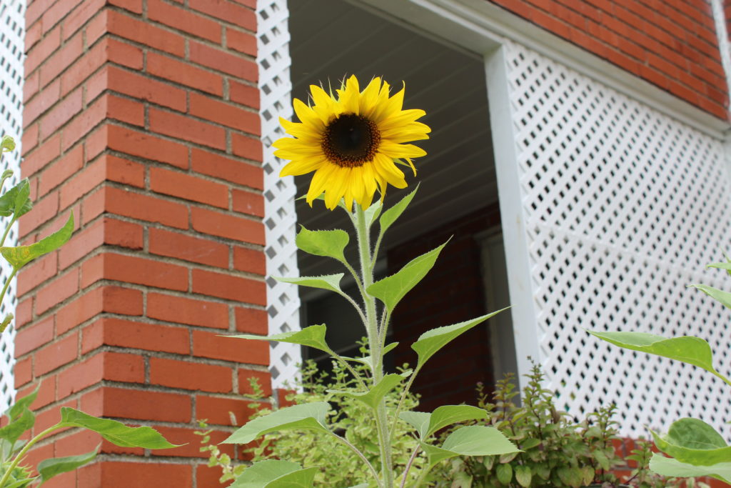 sunflowers