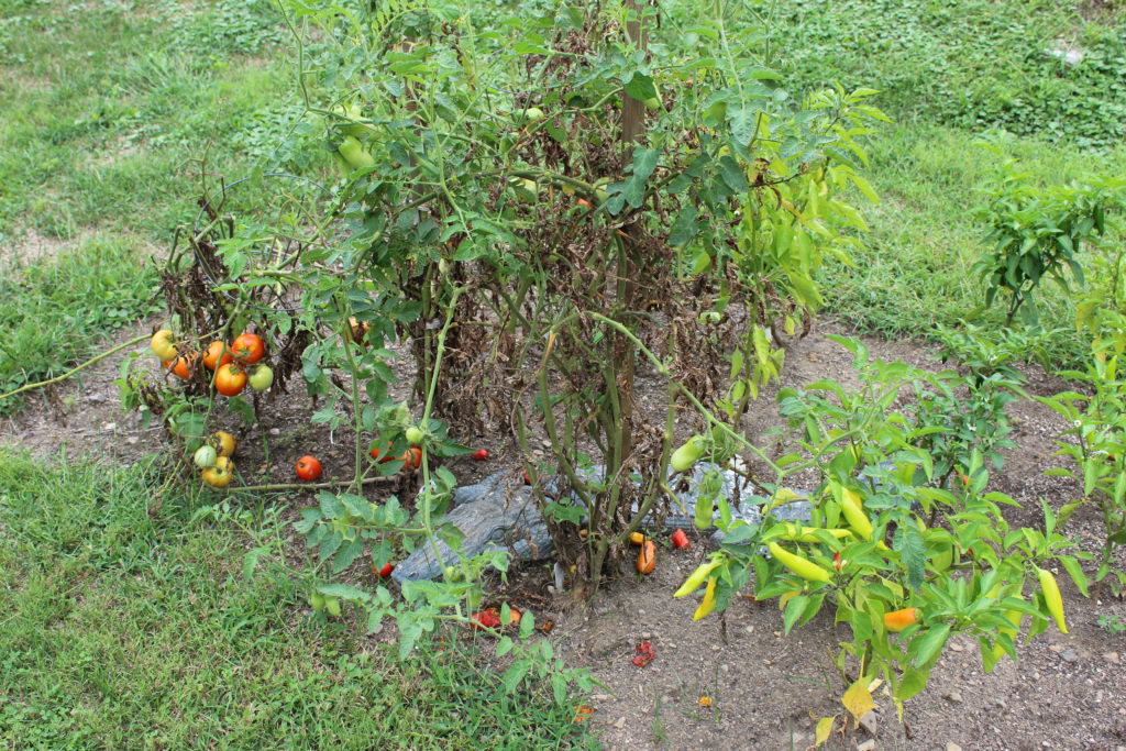 The last of the tomatoes and peppers